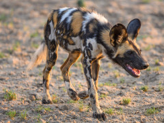 African wild dog in North Luangwa National Park, Zambia