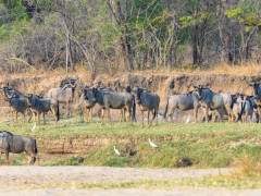 Wildebeest in North Luangwa National Park, Zambia