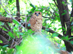 Pel's fishing owl in Zambia
