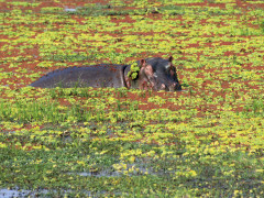 Hippo in swamp in Zambia
