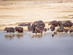 Hippos in Zambia