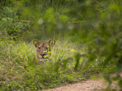 Lion in Zambia