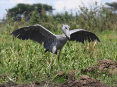 Shoebill in Zambia.