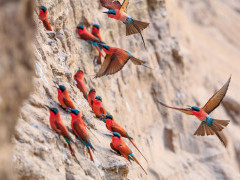 Southern carmine bee-eater in Zambia