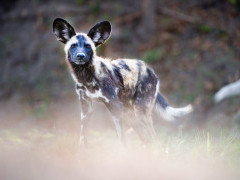 African wild dog in Zambia.