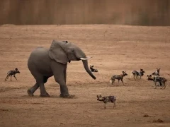 Elephant & wild dogs in South Luangwa National Park, Zambia.