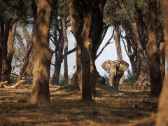 African elephant in South Luangwa National Park, Zambia.