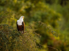 African fish eagle in South Luangwa National Park, Zambia.