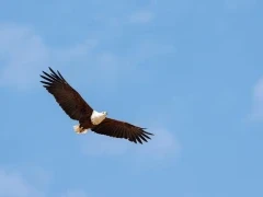 African fish eagle in South Luangwa National Park, Zambia.