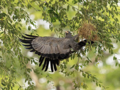 African harrier hawk in South Luangwa National Park, Zambia.