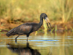 African openbill in South Luangwa National Park, Zambia