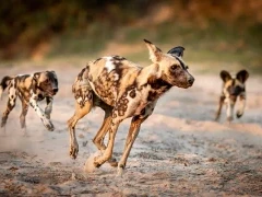 African wild dog in South Luangwa National Park, Zambia.