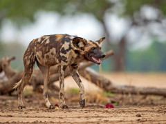 Wild dog in South Luangwa National Park, Zambia.