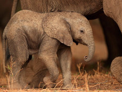 African elephant baby in South Luangwa National Park, Zambia.