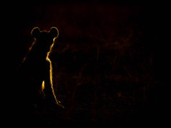 Hyena in South Luangwa National Park, Zambia.