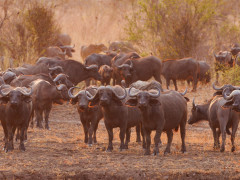 Buffalo in South Luangwa National Park, Zambia.