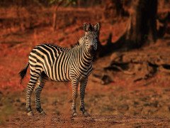 Crawshay's zebra in South Luangwa National Park, Zambia.