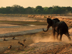 African elephant & wild dog in South Luangwa National Park, Zambia.