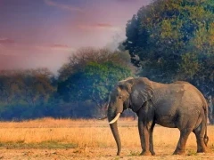 Elephant in South Luangwa National Park, Zambia