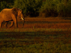 African elephant in South Luangwa National Park, Zambia.