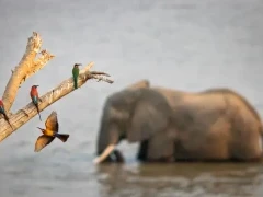 African elephant, carmine bee-eater & white-fronted bee-eater in South Luangwa National Park, Zambia.