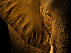 African elephant in South Luangwa National Park, Zambia.
