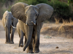 African elephant in South Luangwa National Park, Zambia.