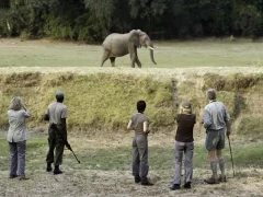 Elephant seen on walking safari in South Luangwa National Park, Zambia.
