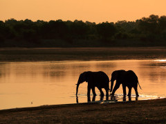 African elephant in South Luangwa National Park, Zambia.