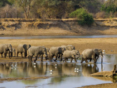 Elephants in South Luangwa National Park, Zambia