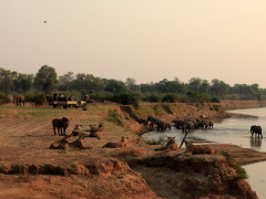 Elephant, lion & safari vehicle in South Luangwa National Park, Zambia.