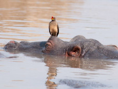 Hippo and oxpecker in South Luangwa National Park, Zambia