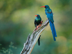 Green wood hoopoe in South Luangwa National Park, Zambia