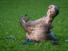 Hippo in South Luangwa National Park, Zambia.