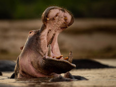 Hippo in South Luangwa National Park, Zambia.