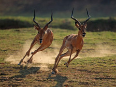 Impala in South Luangwa National Park, Zambia.