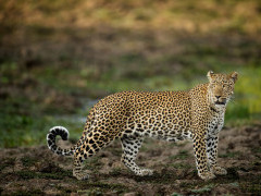Leopard in South Luangwa National Park, Zambia.