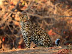 Leopard in South Luangwa National Park, Zambia.