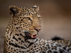 Leopard in South Luangwa National Park, Zambia.