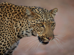Leopard in South Luangwa National Park, Zambia.