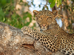 Leopard in South Luangwa National Park, Zambia.