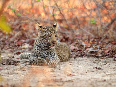 Leopard cub in South Luangwa National Park, Zambia.