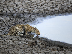 Leopard in South Luangwa National Park, Zambia.