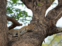 Leopard in South Luangwa National Park, Zambia.