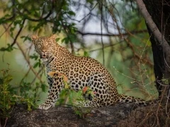 Leopard in South Luangwa National Park, Zambia.