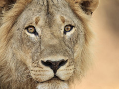 Lion in South Luangwa National Park, Zambia.