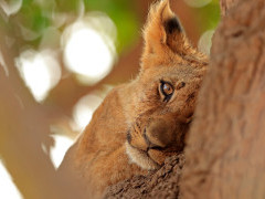 Lion cub in South Luangwa National Park, Zambia.