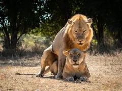 Lion in South Luangwa National Park, Zambia.