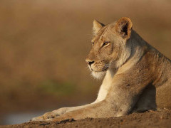 Lioness in South Luangwa National Park, Zambia.