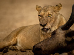 Lioness in South Luangwa National Park, Zambia.